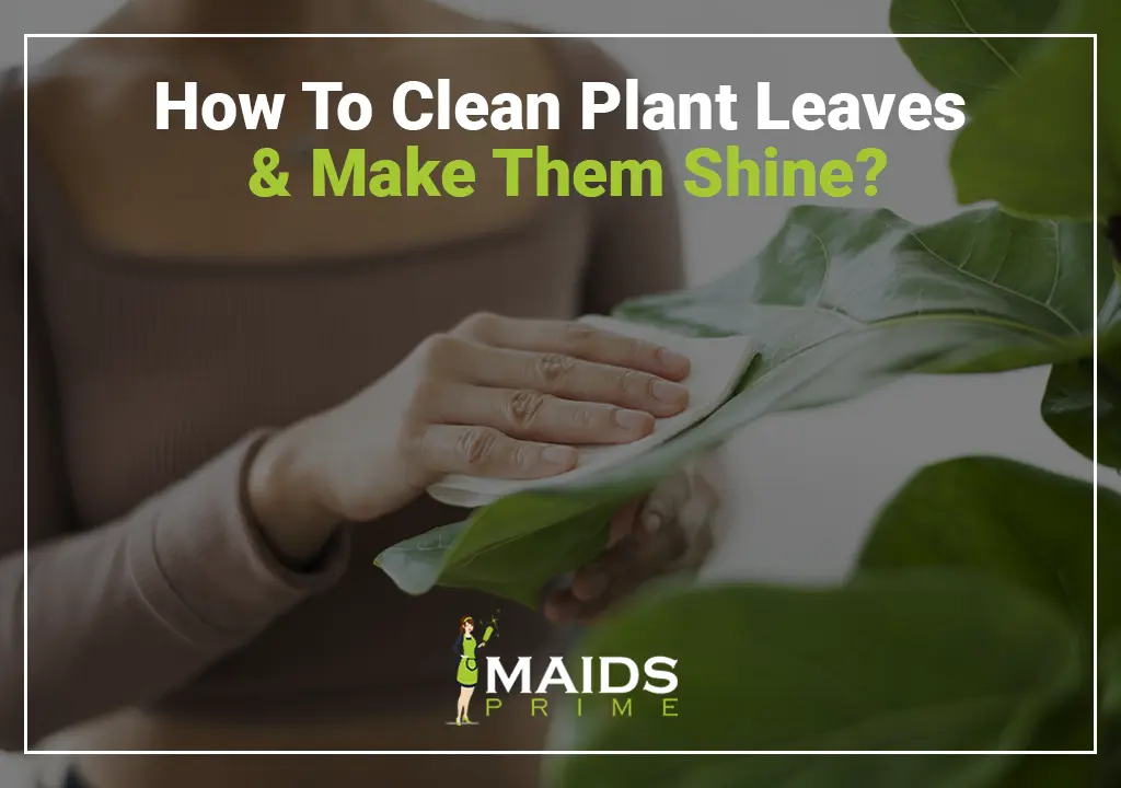 How to Clean Plant Leaves and Make Them Shine?